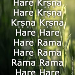 Hare Krishna Maha Mantra 114