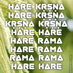 Hare Krishna Maha Mantra 116