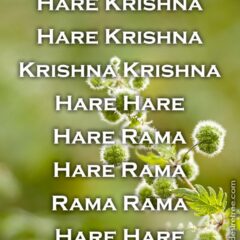 Hare Krishna Maha Mantra 279