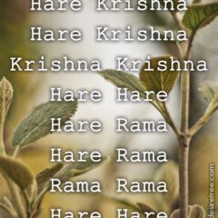 Hare Krishna Maha Mantra 283