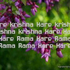 Hare Krishna Maha Mantra 121