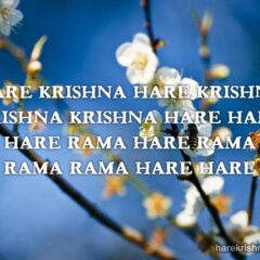 Hare Krishna Maha Mantra 207