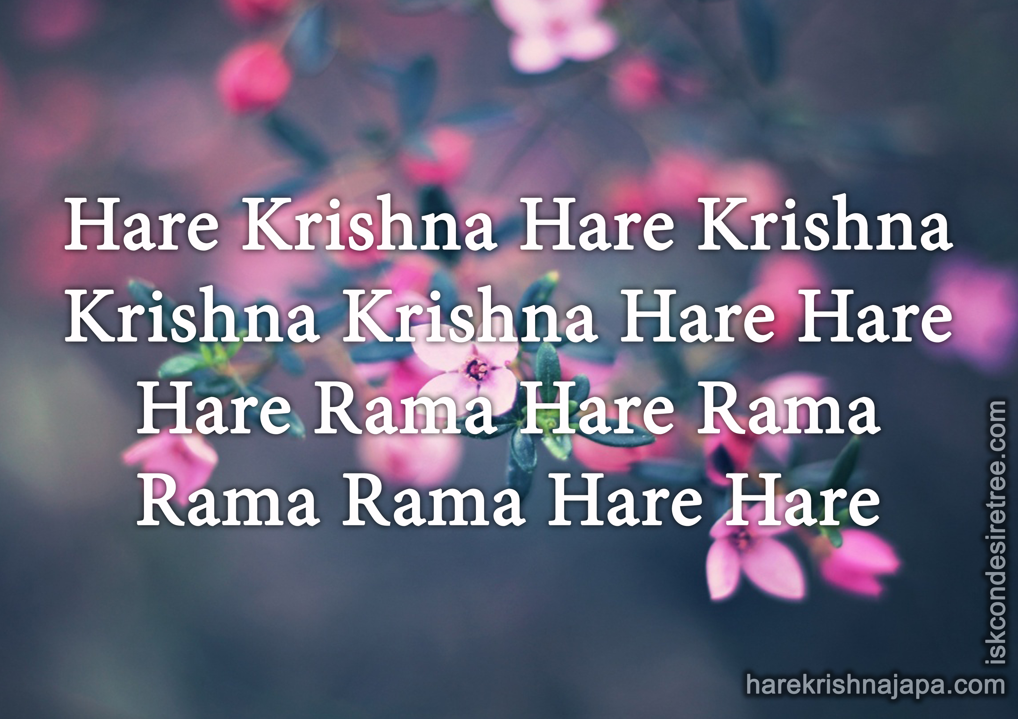 Hare Krishna Maha Mantra - iskcon post - Imgur